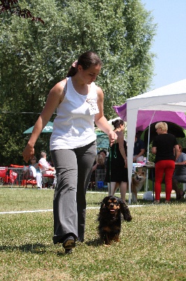 des verdiers des champs - expo chalette