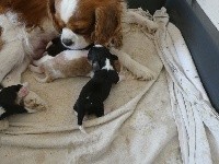 des verdiers des champs - Cavalier King Charles Spaniel - Portée née le 06/09/2019