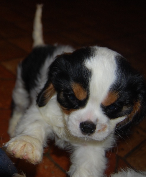 des verdiers des champs - Cavalier King Charles Spaniel - Portée née le 13/11/2010