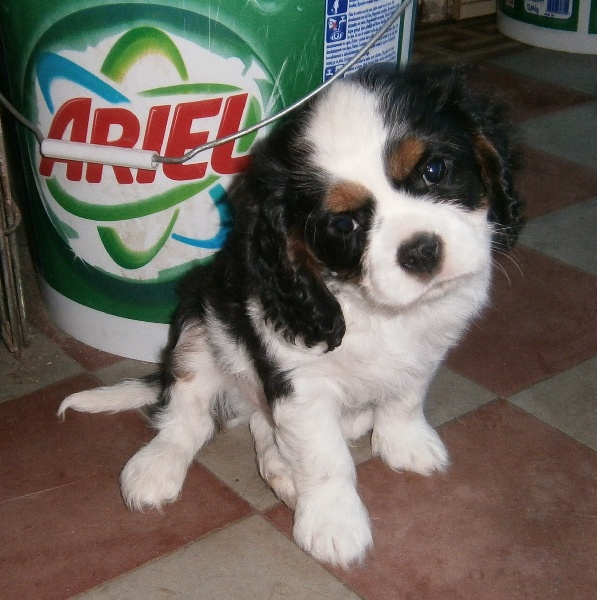 des verdiers des champs - Cavalier King Charles Spaniel - Portée née le 10/12/2013